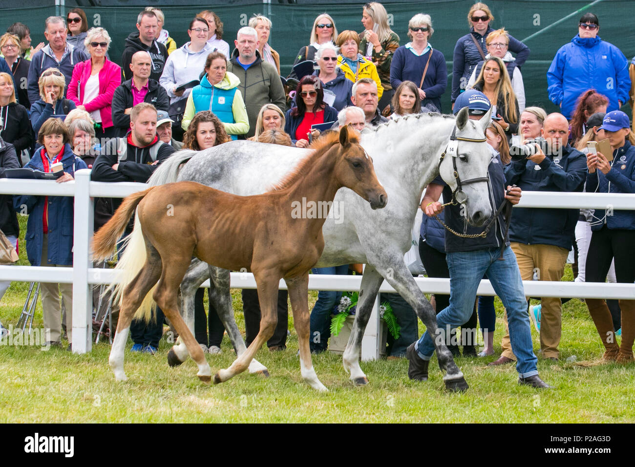 Caballos de carreras de élite