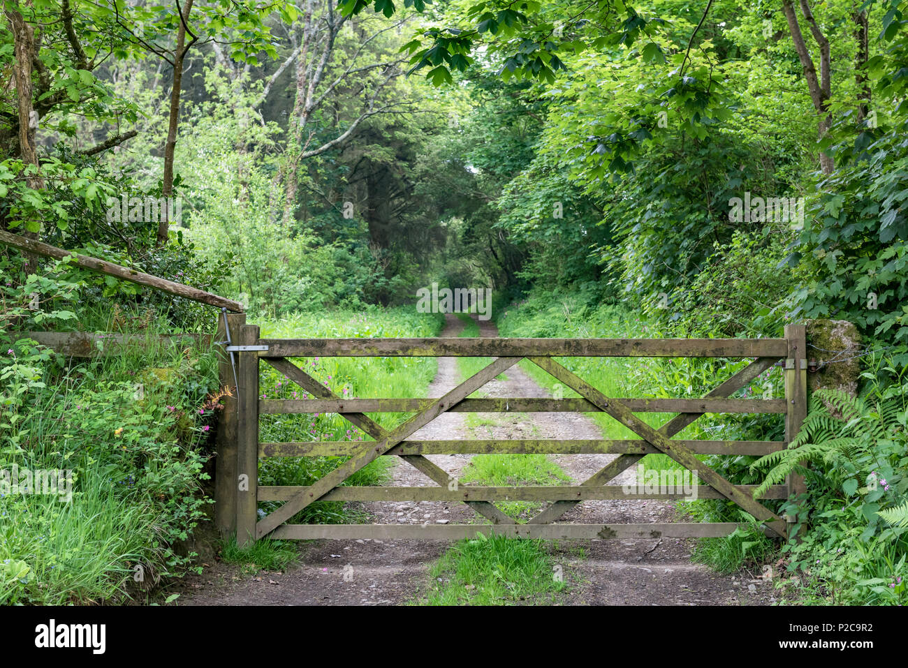 Puerta de madera de cinco barras a través de una pista forestal, con exuberantes bosques verdes alrededor. Foto de stock