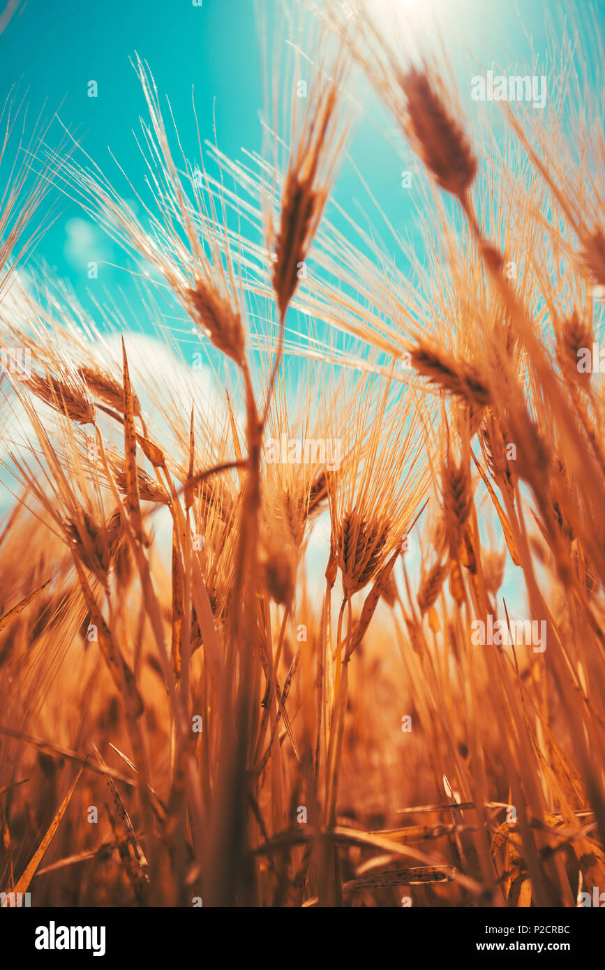 Ángulo de visión baja de cebada de cultivo con alta transmisión de la luz solar a través de la planta cerealera orejas Foto de stock