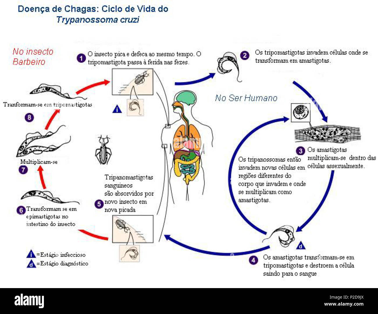 Ciclo De Vida Da Doença De Chagas - ZULEDU