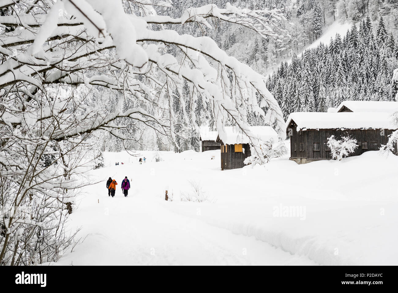 Cabañas cubiertas de nieve, cerca del distrito Schoppernau, Bregenz, Vorarlberg, Austria Foto de stock
