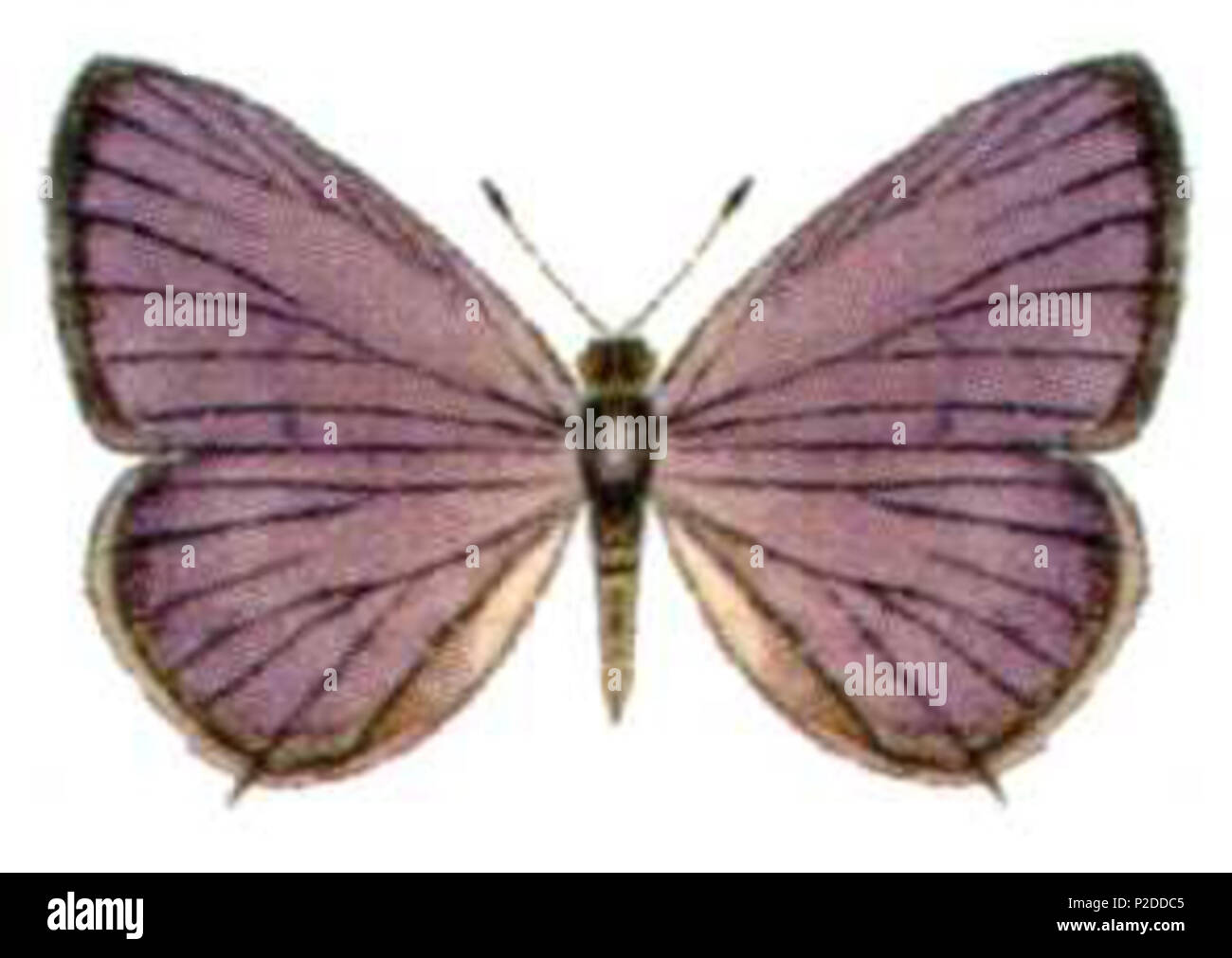 . Leptotes plinius pseudocassius . Organización de Investigación Científica e Industrial del Commonwealth (CSIRO) 31 Leptotes plinius pseudocassius Foto de stock