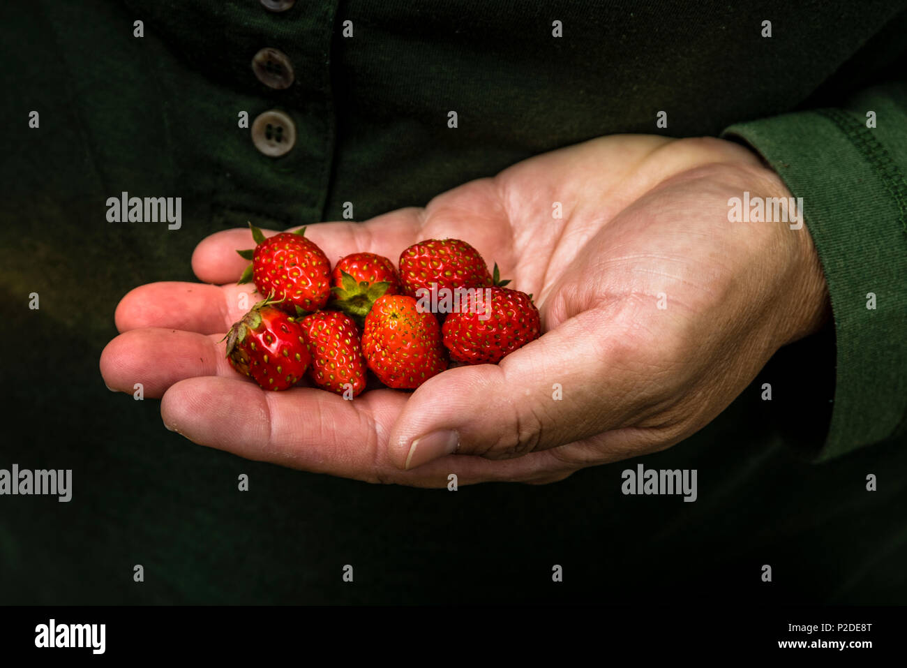 Fresas en el lado fresco del jardín Foto de stock