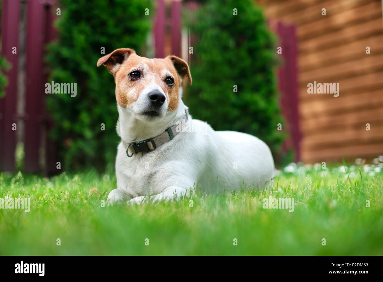 Jack Russell Terrier en el césped cerca de casa Foto de stock