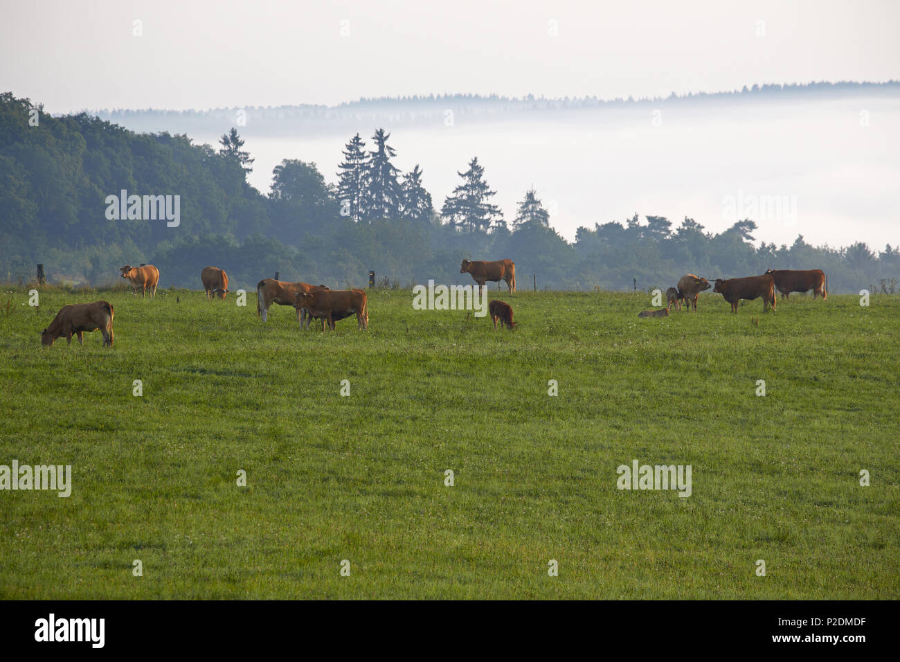 El ganado pastando cerca Rhaunen, distrito administrativo de Birkenfeld, Región Hunsrueck, Renania-Palatinado, Alemania, Europa Foto de stock