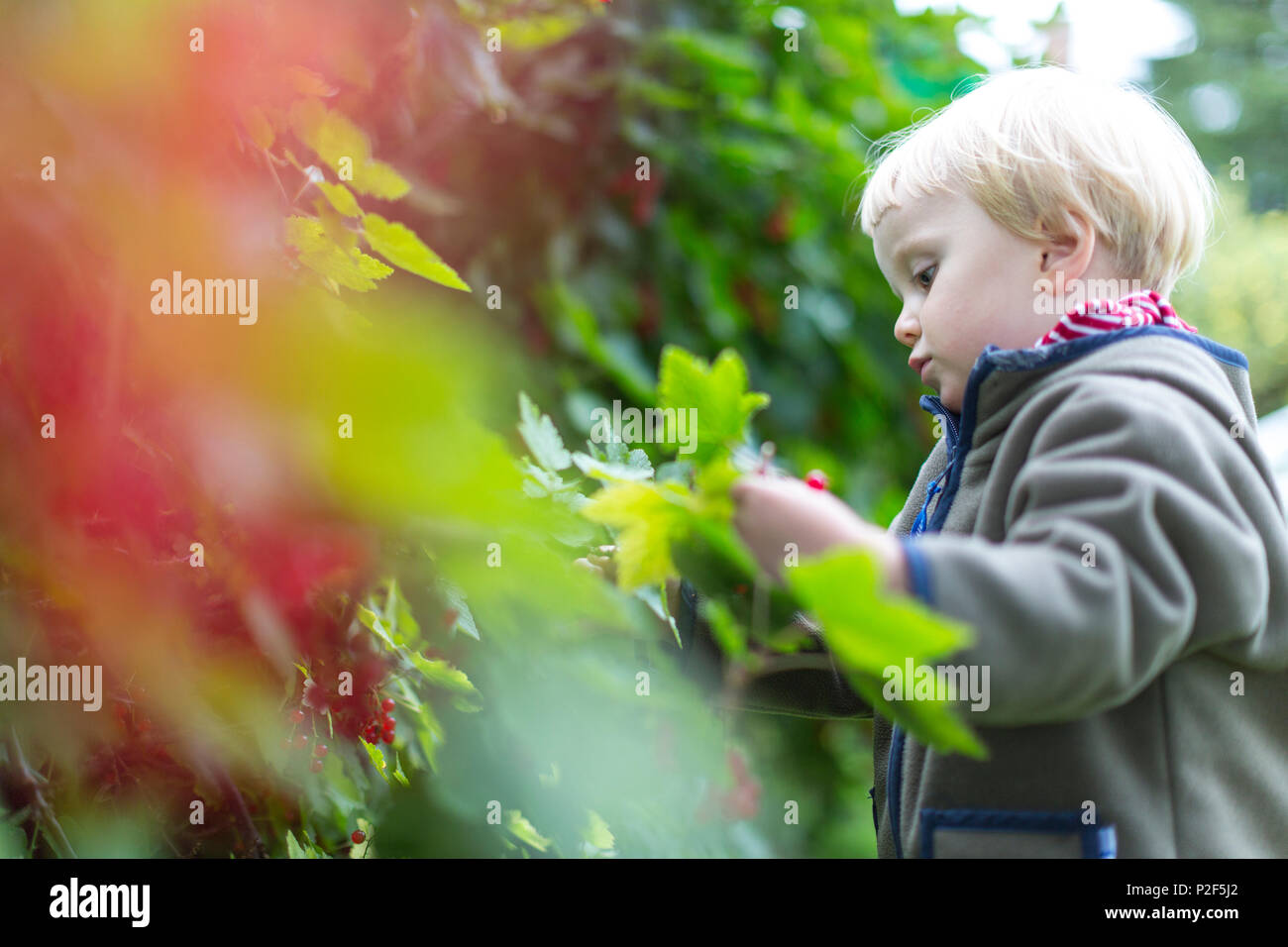 Dos años chica redcurrants recogida en el jardín, cosecha, biológicas, niña, Mar Báltico, Señor, Bornholm, Dinamarca, Europa Foto de stock