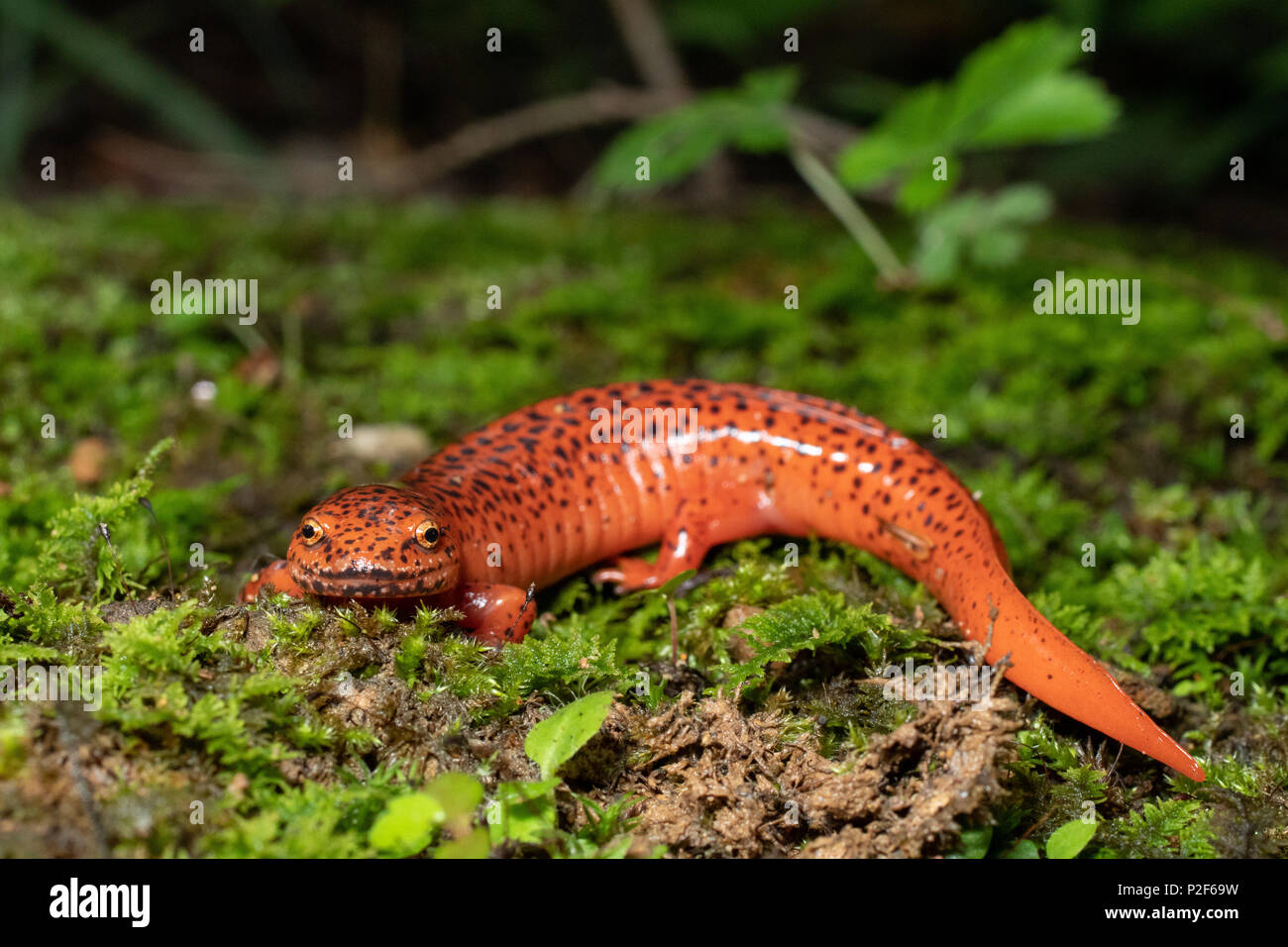 Salamandra rojo septentrional - Pseudotriton ruber Foto de stock