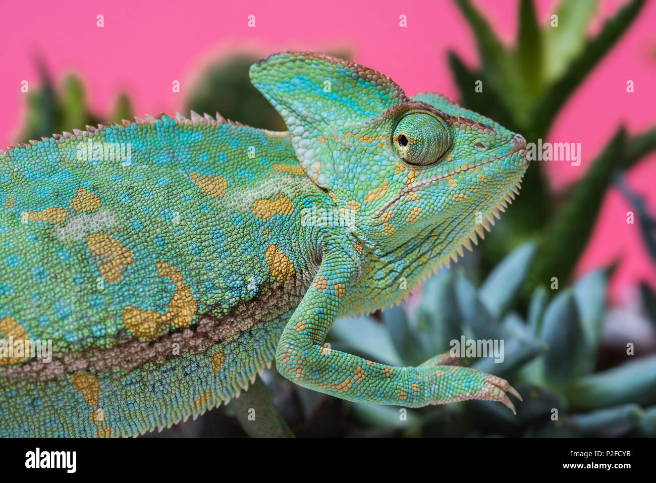 Vista lateral del lindo chameleon en suculentas en rosa Fotografía de stock  - Alamy