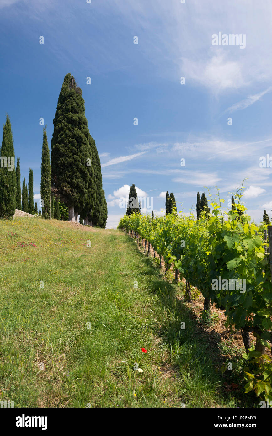 Argiano vinery, cerca de Montalcino, provincia de Siena, Toscana, Italia Foto de stock