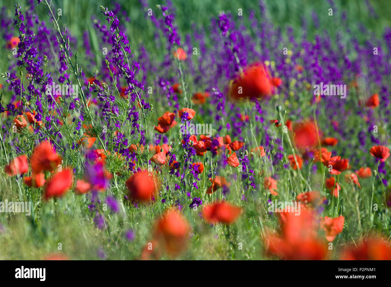 Floración prado con amapolas, Bulgaria, Europa Foto de stock
