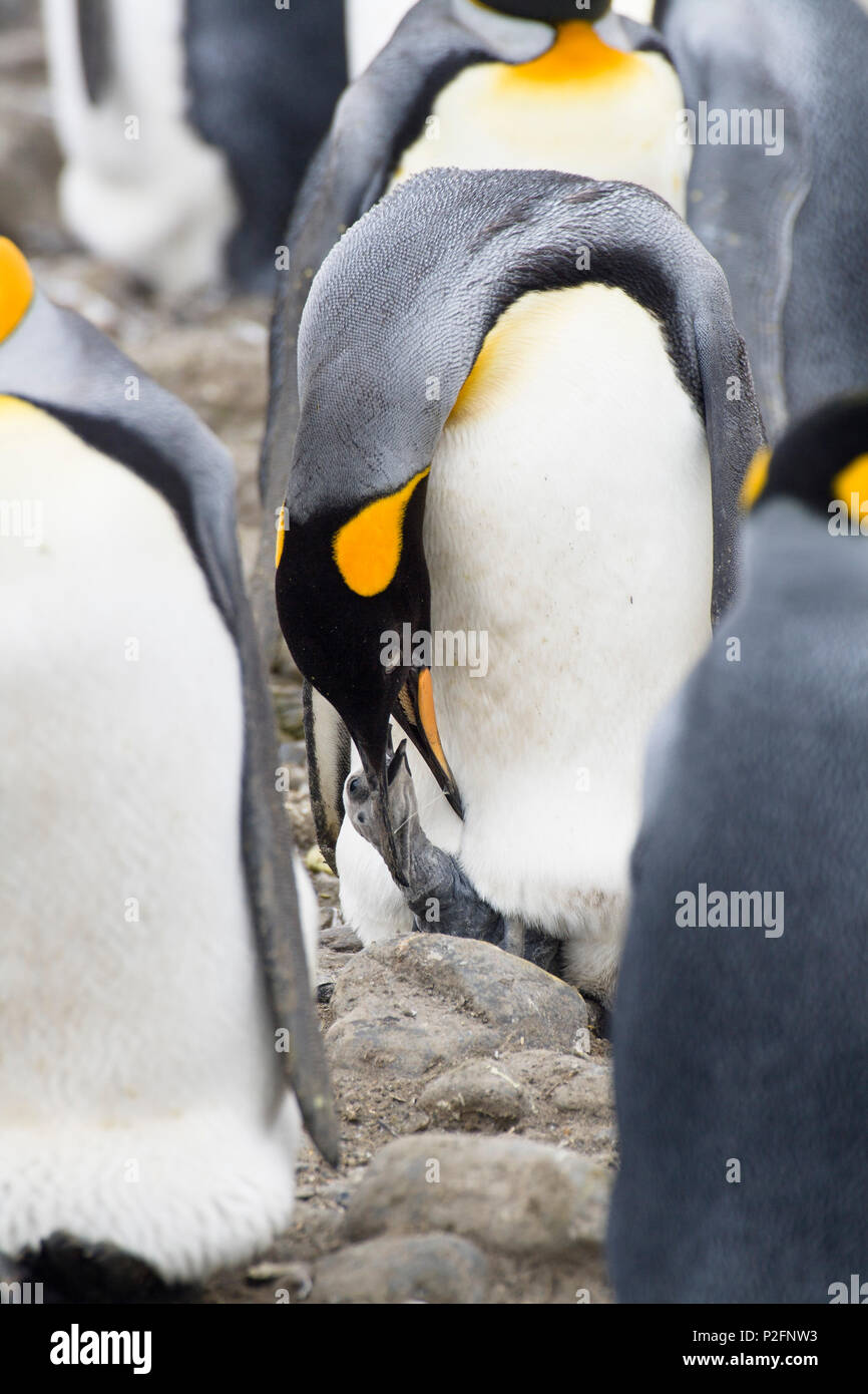 Chick, alimentación de pingüino rey aptenodytes patagonicus, Salisbury Plains, Georgia del Sur, la Antártida Foto de stock
