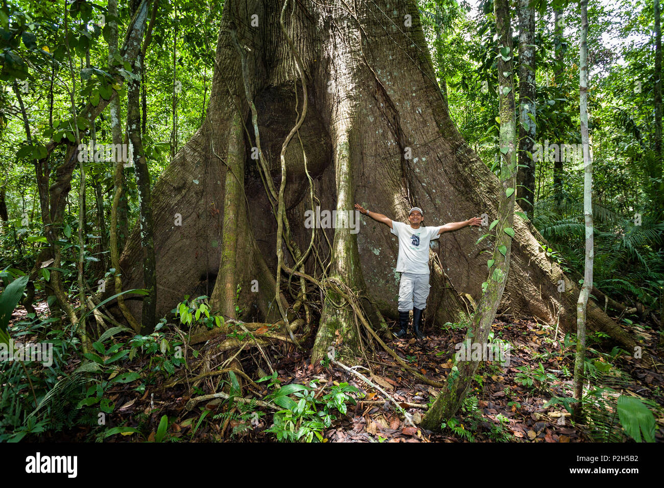 Un árbol gigante con contrafuerte raíces en la selva en el río Tambopata, Reserva Nacional de Tambopata, Perú, América del Sur Foto de stock