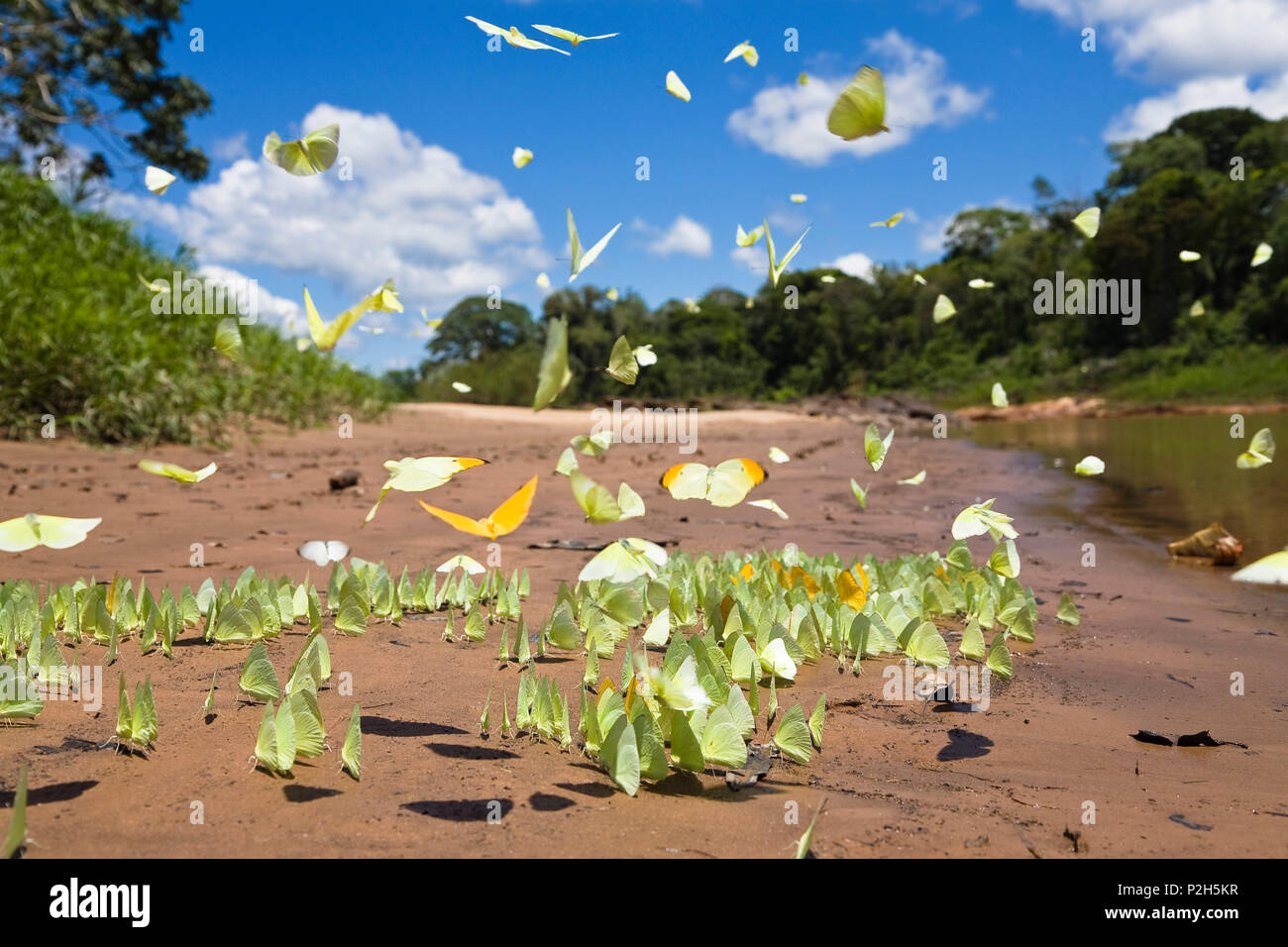 Las mariposas en la selva en el río Tambopata, Reserva Nacional de Tambopata, Perú, América del Sur Foto de stock