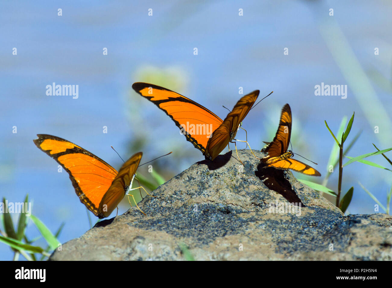 Las mariposas en la selva en el río Tambopata, Dryas iulia, la Reserva Nacional Tambopata, Perú, América del Sur Foto de stock