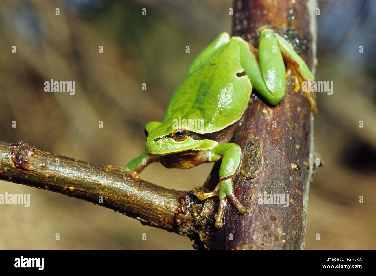 Tree Frog, Hyla Arborea, Austria Foto de stock
