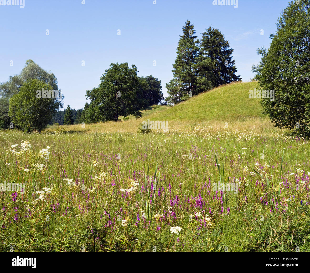 Paisaje de Alta Baviera, floración, pradera con Lythrum salicaria y Filipendula ulmaria, Alemania Foto de stock