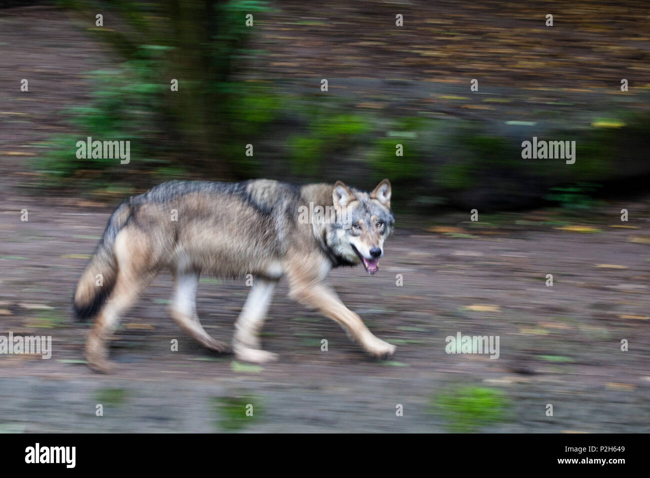 Lobo europeo ejecutando, Canis lupus, Europa, cautiva Foto de stock