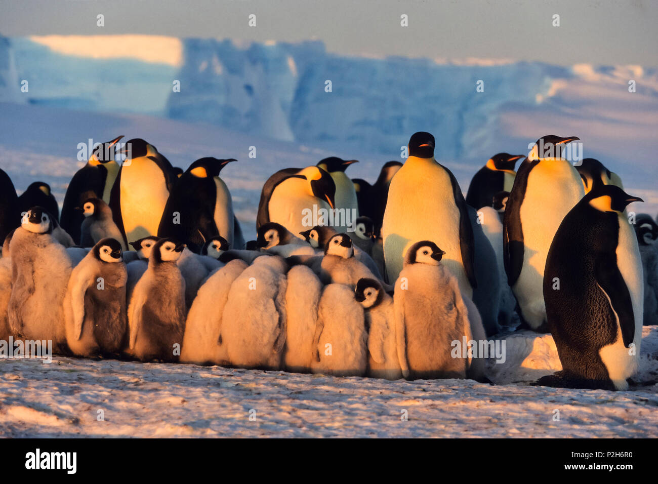 Los pingüinos emperador con pollitos, Aptenodytes forsteri, iceshelf, Mar de Weddell, Antártica Foto de stock