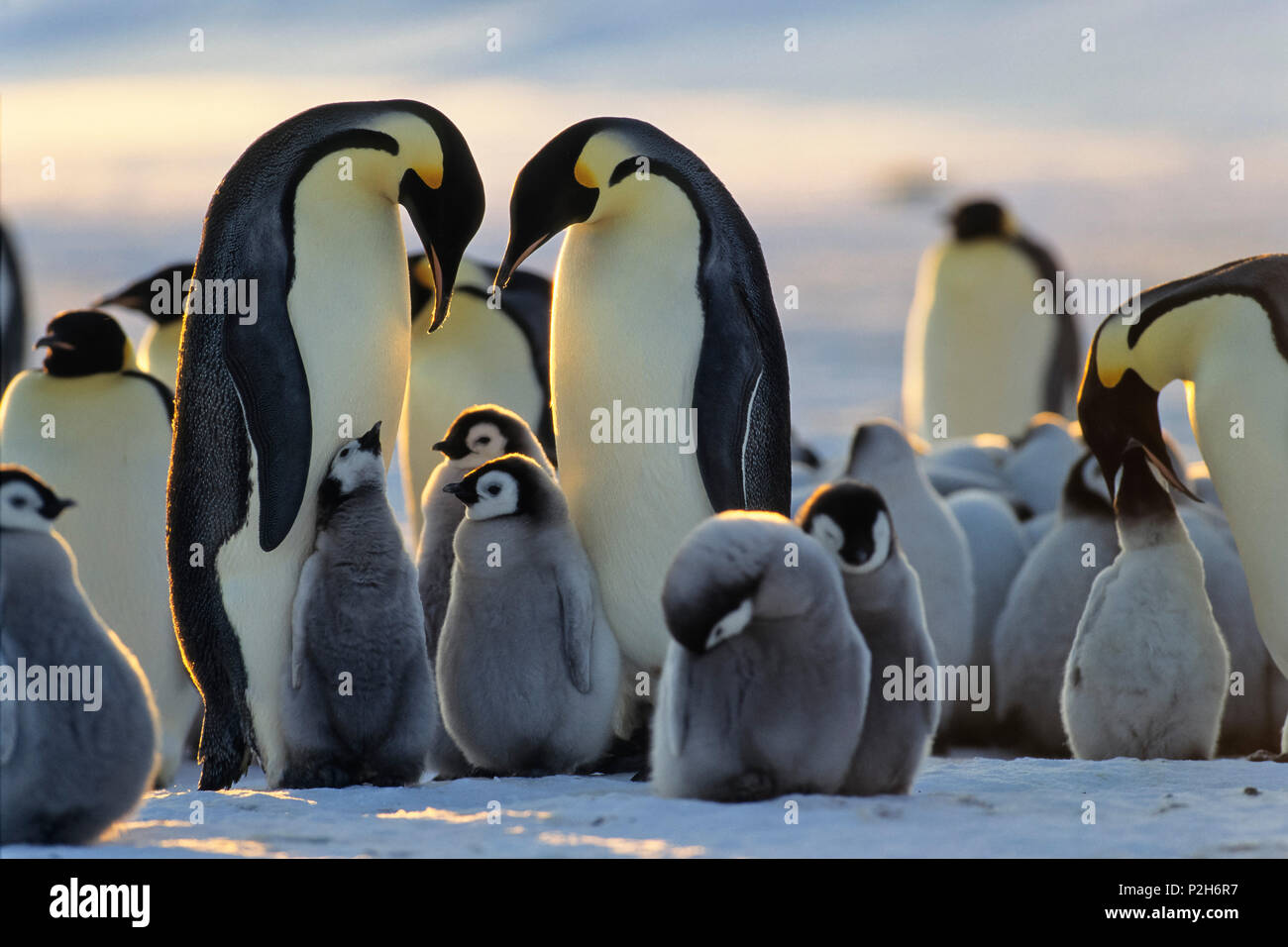 Los pingüinos emperador con pollitos, Aptenodytes forsteri, iceshelf, Mar de Weddell, Antártica Foto de stock