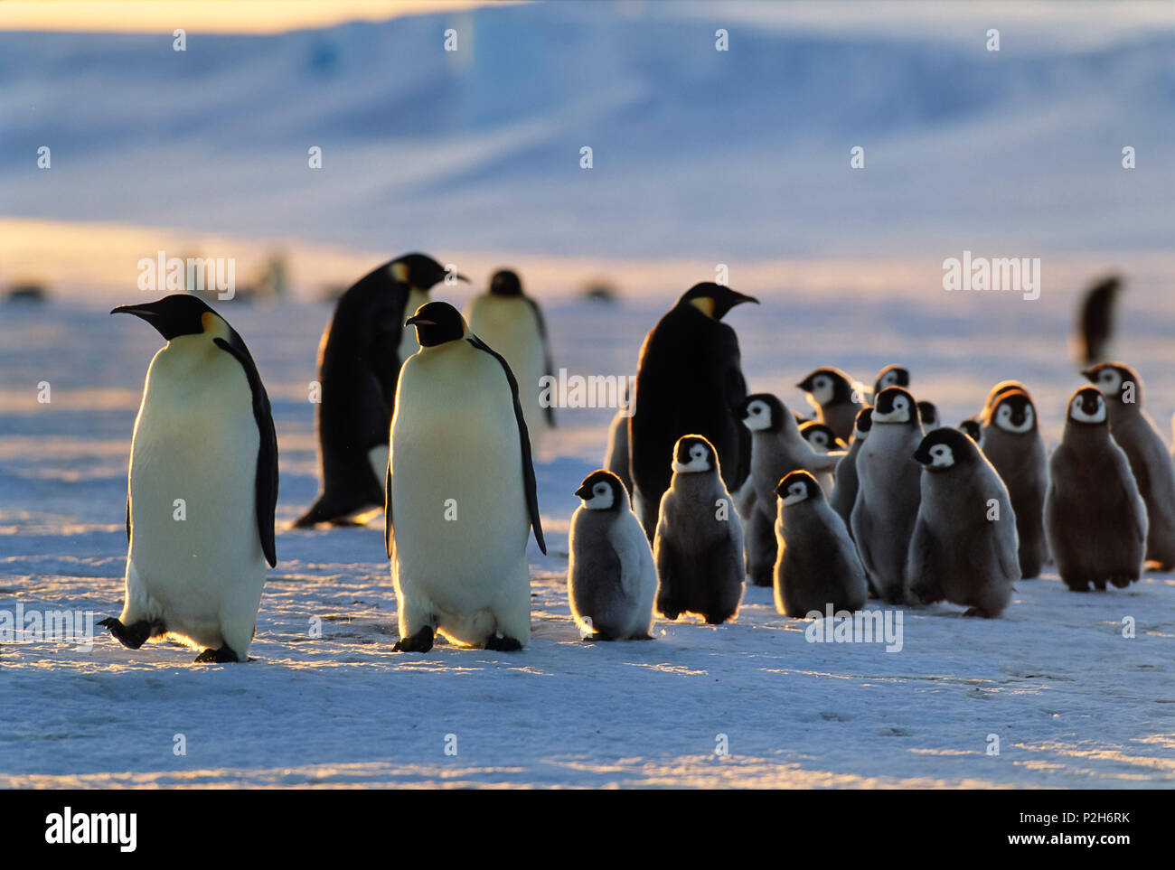 Los pingüinos emperador con pollitos caminando al atardecer, Aptenodytes forsteri, iceshelf, Mar de Weddell, Antártica Foto de stock