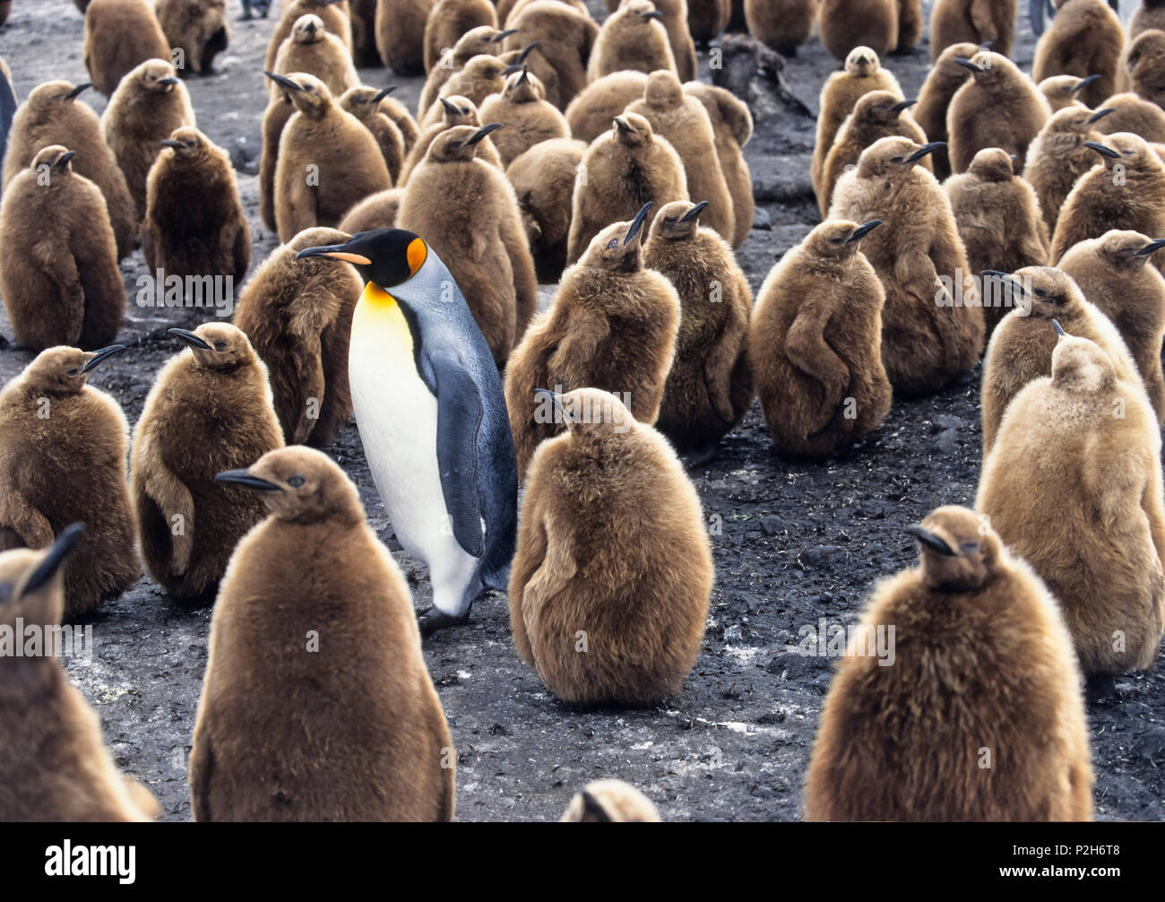 Con pollitos de pingüino rey aptenodytes patagonicus, Georgia del Sur, la Antártida Foto de stock