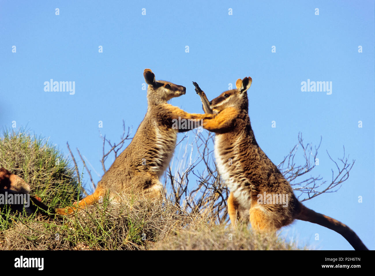 De patas amarillas, Petrogale xanthopus Rock-Wallabies combates, Parque Nacional Flinders Ranges, Australia del Sur Foto de stock