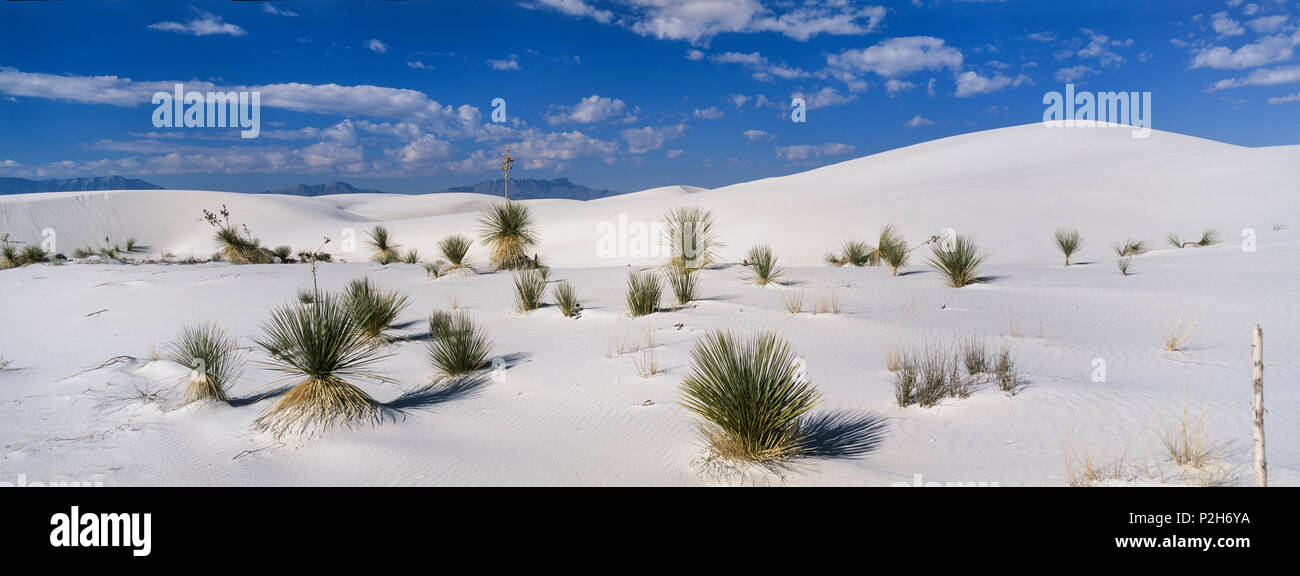 Soaptree, yuca en las dunas, Yucca elata, campo de dunas de yeso, Monumento Nacional White Sands, Nuevo México, EE.UU. Foto de stock