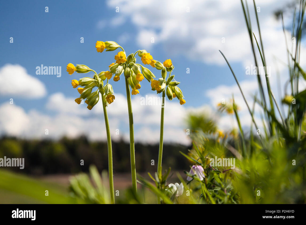 Cowslip, Primula veris, Primula Officinalis, Alta Baviera, Alemania, Europa Foto de stock