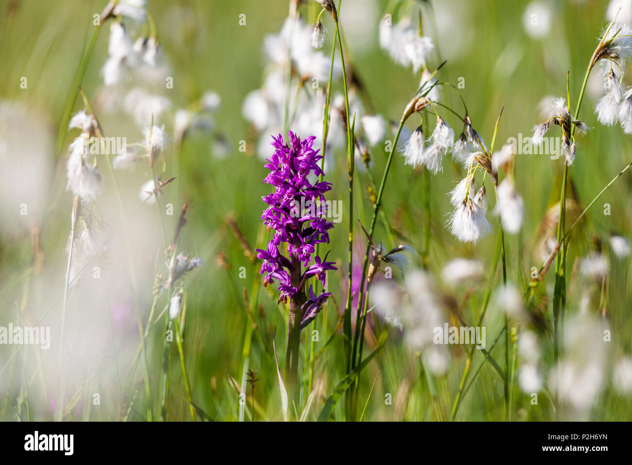 Marsh, orquídea Dactylorhiza majalis, algodón y césped, Baviera, Alemania Foto de stock