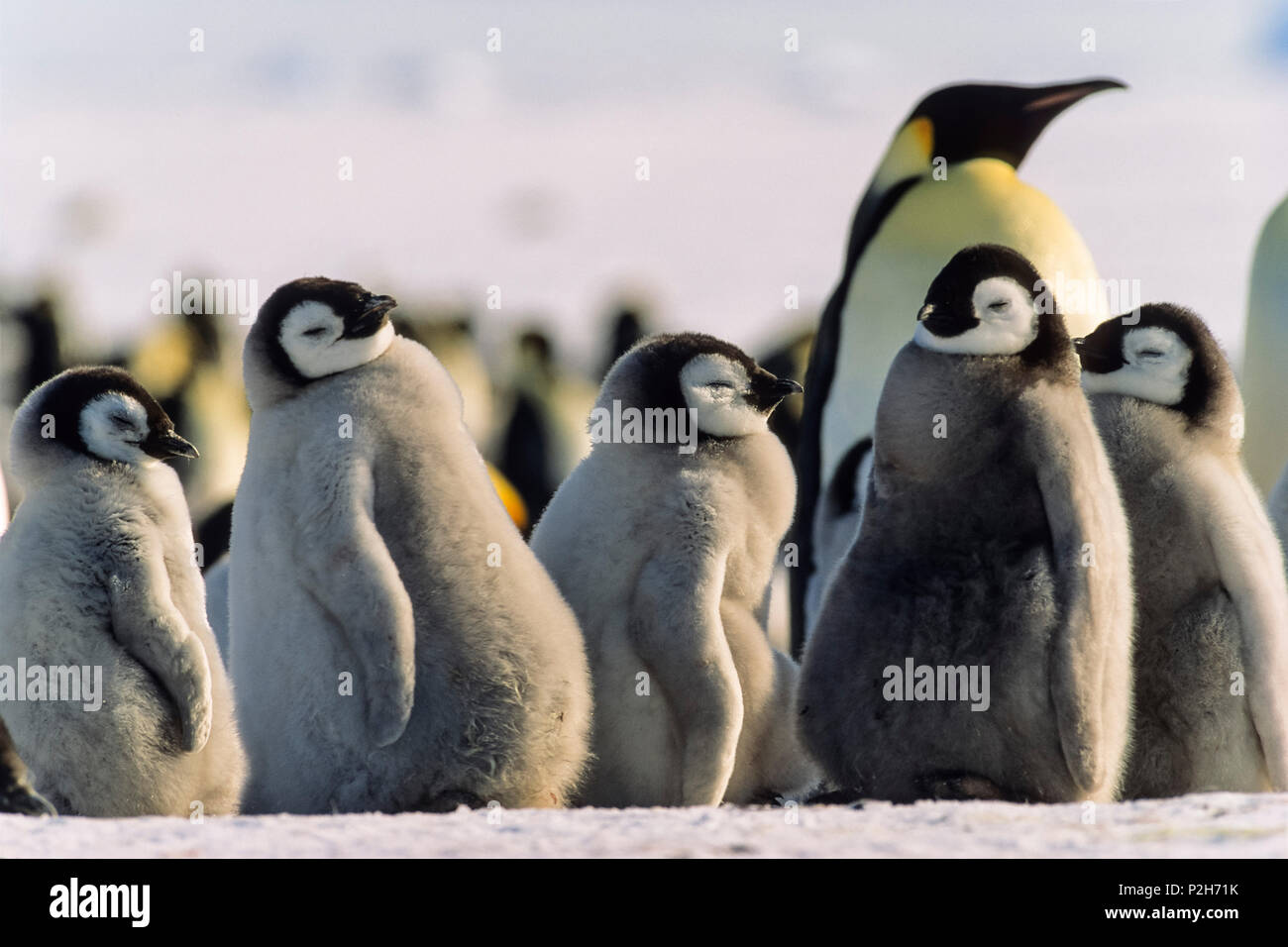 Crías de pingüino emperador aptenodytes forsteri, Mar de Weddell, en la Antártida Foto de stock