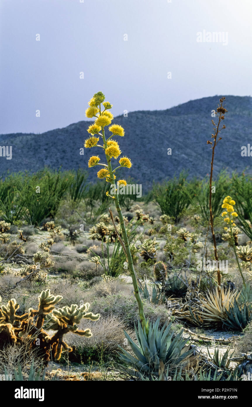 Anza-Borego Desert State Park, Kalifronien, EE.UU. Foto de stock