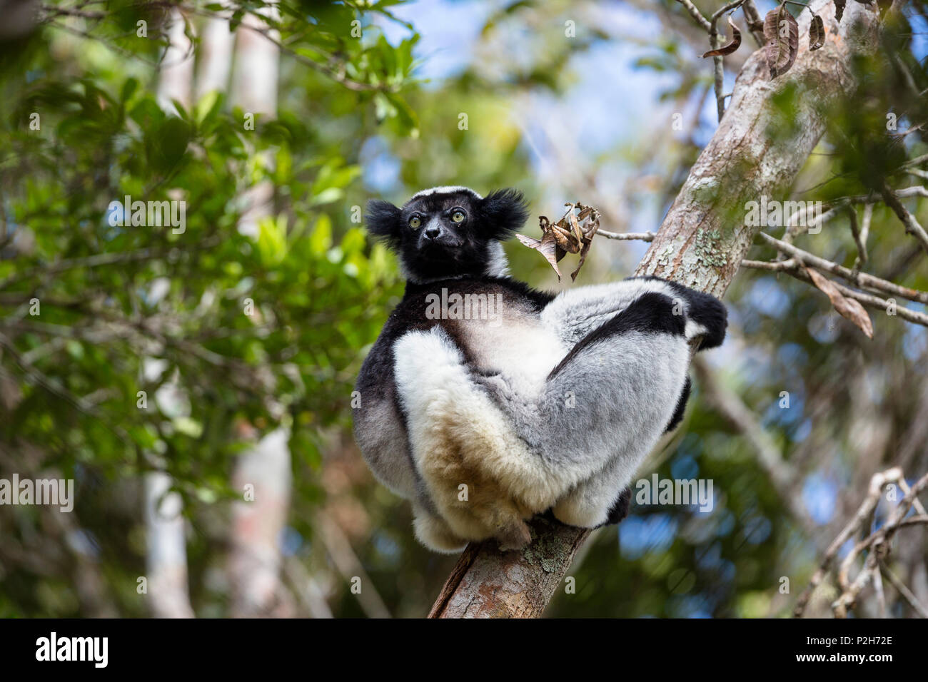 Indri indri Indri,, la selva tropical, el Parque Nacional de Andasibe Mantadia, East-Madagascar, África Foto de stock