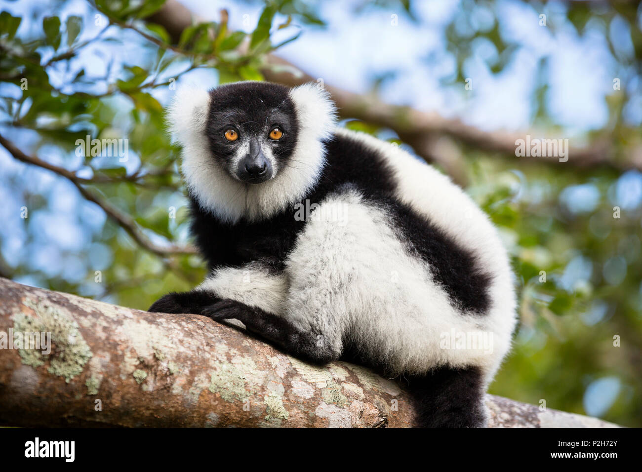 Blanco y negro ruffed Lemur, Varecia variegata, Madagascar, África Oriental Foto de stock