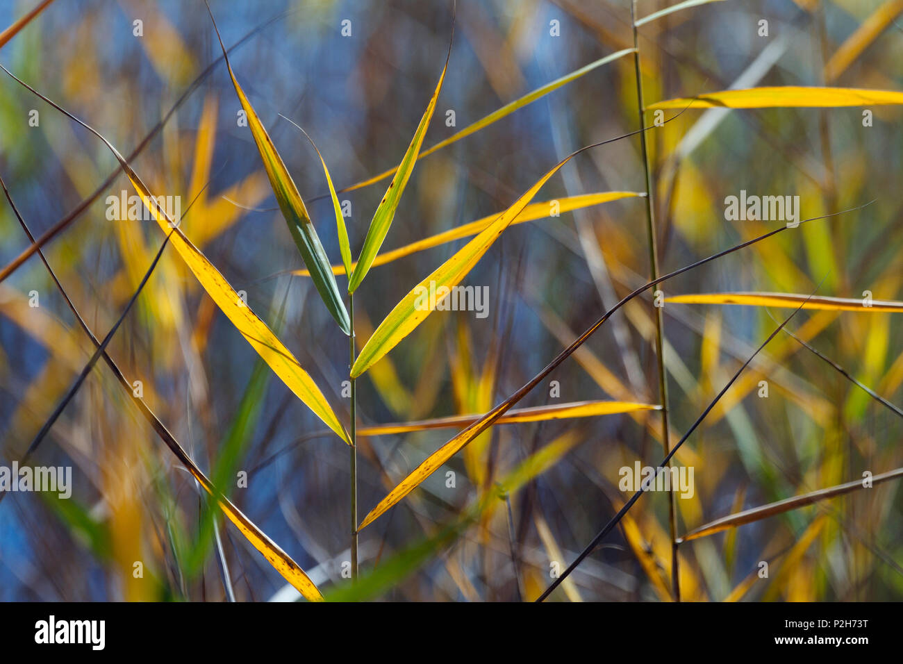 Reed en otoño, Phragmites australis, Alta Baviera, Alemania Foto de stock