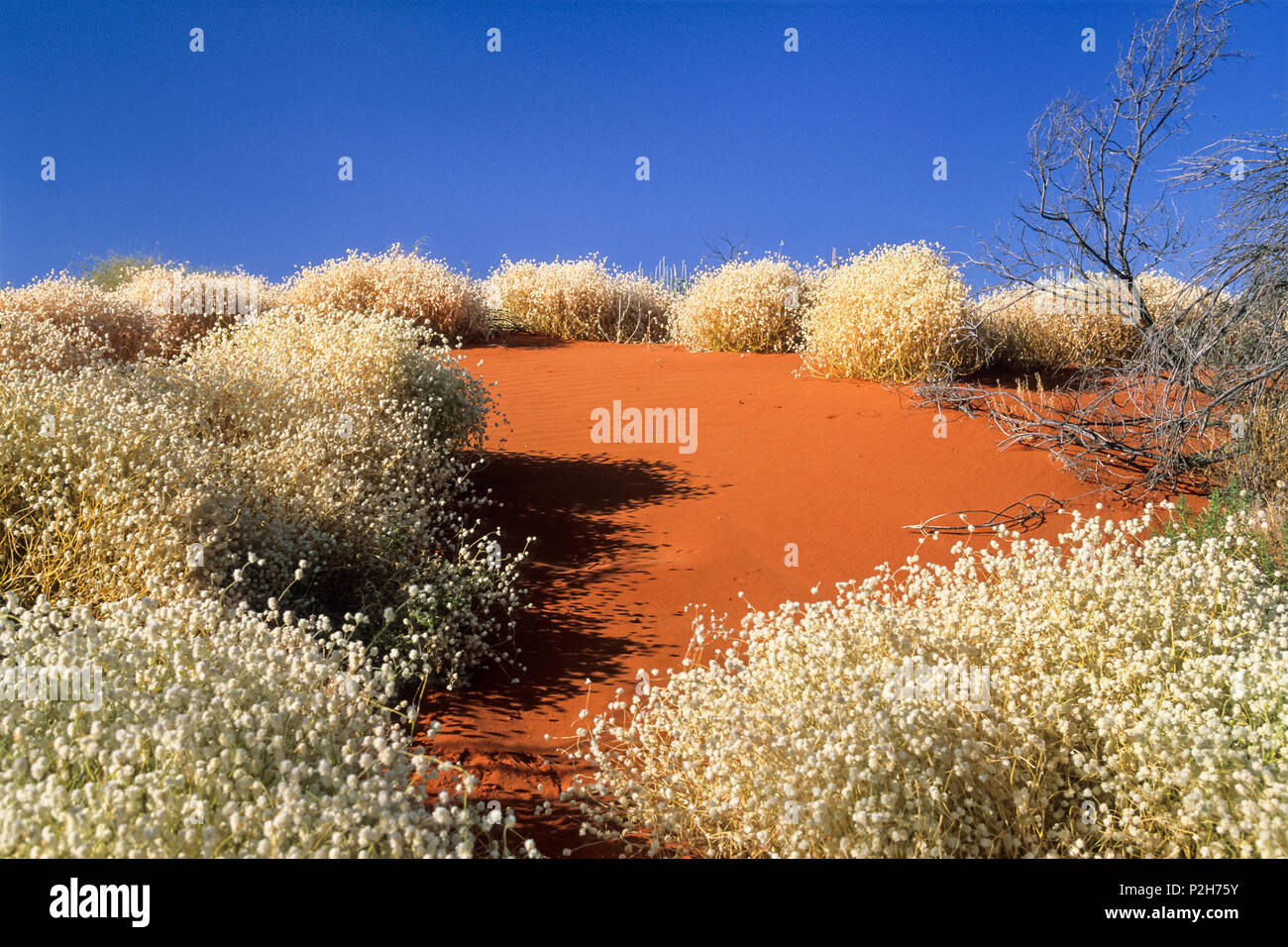 Flores en el desierto de Strzelecki, South Australia, Australia Foto de stock