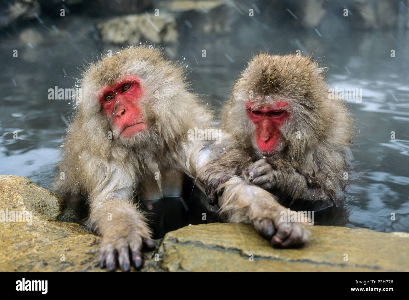 Snowmonkeys, macacos japoneses en hot spring grooming, Macaca fuscata, Alpes Japoneses, Japón Foto de stock