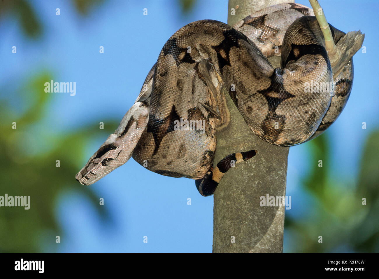 La serpiente en el árbol, Boa constrictor, Pantanal, Brasil, América del Sur Foto de stock