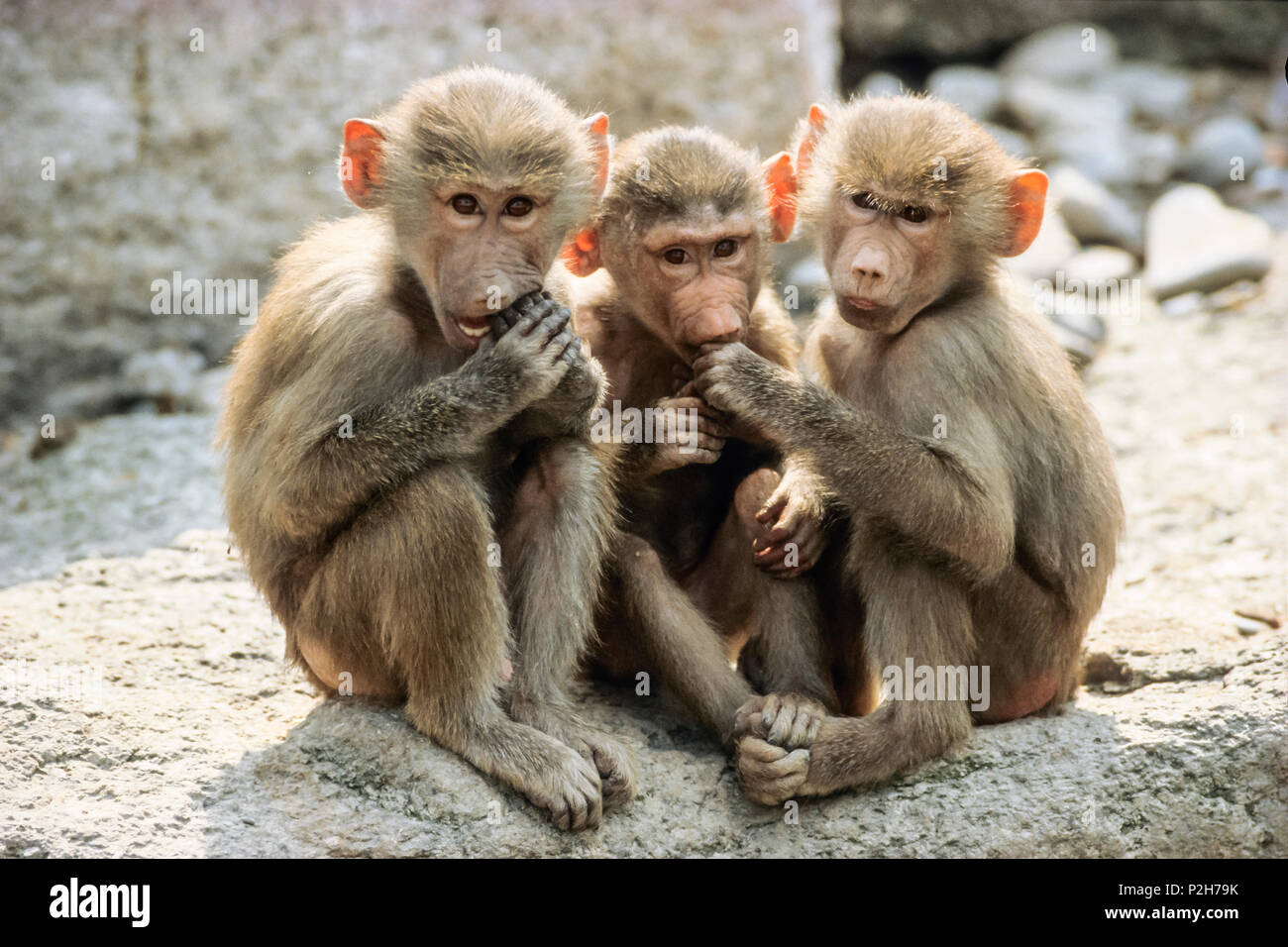 Tres jóvenes babuinos, Papio hamadryas, África, cautiva Foto de stock