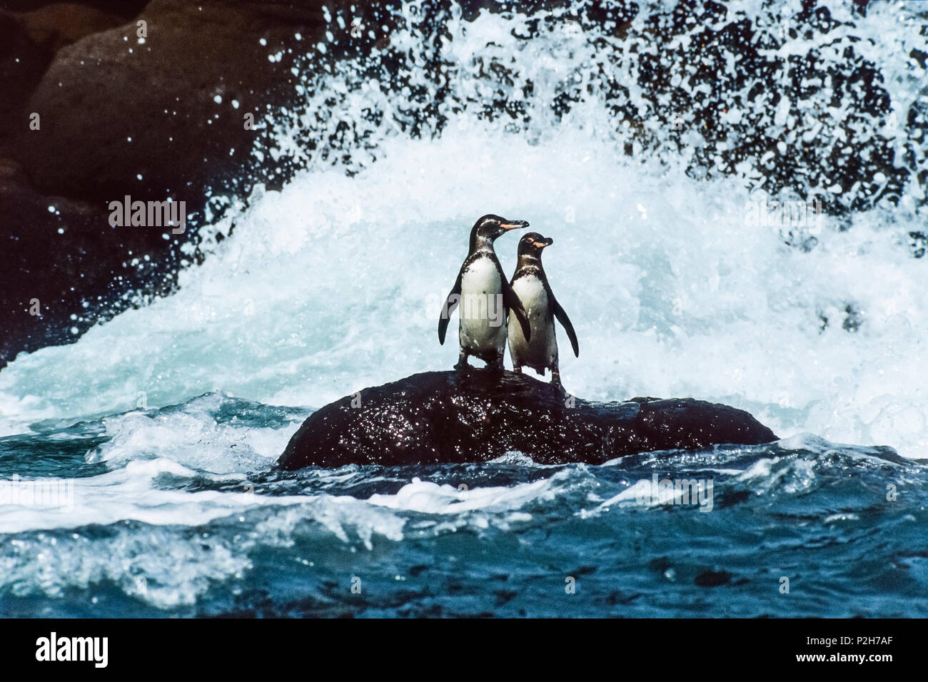 Los pingüinos de galápagos en el surf, Spheniscus mendiculus, Islas Galápagos, Ecuador Foto de stock