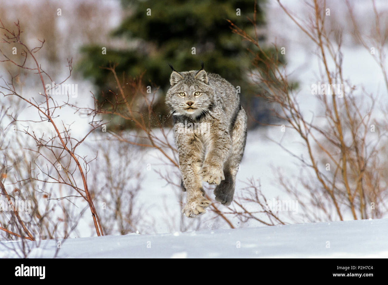 El lince del Canadá en la nieve, Lynx canadensis, Norteamérica Foto de stock