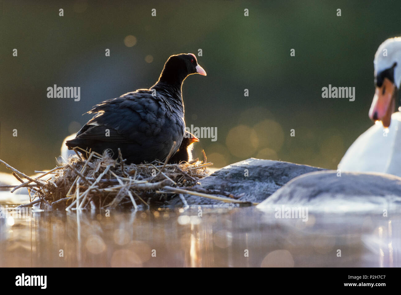Coot con garbanzos en nido, Fulica atra, Baviera, Alemania Foto de stock