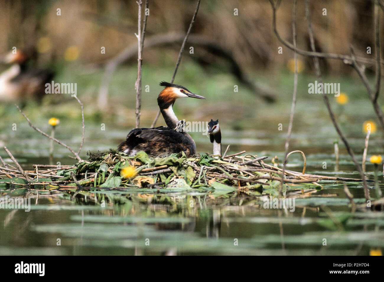 El somormujo lavanco Podiceps cristatus, nido, Baviera, Alemania, Europa Foto de stock