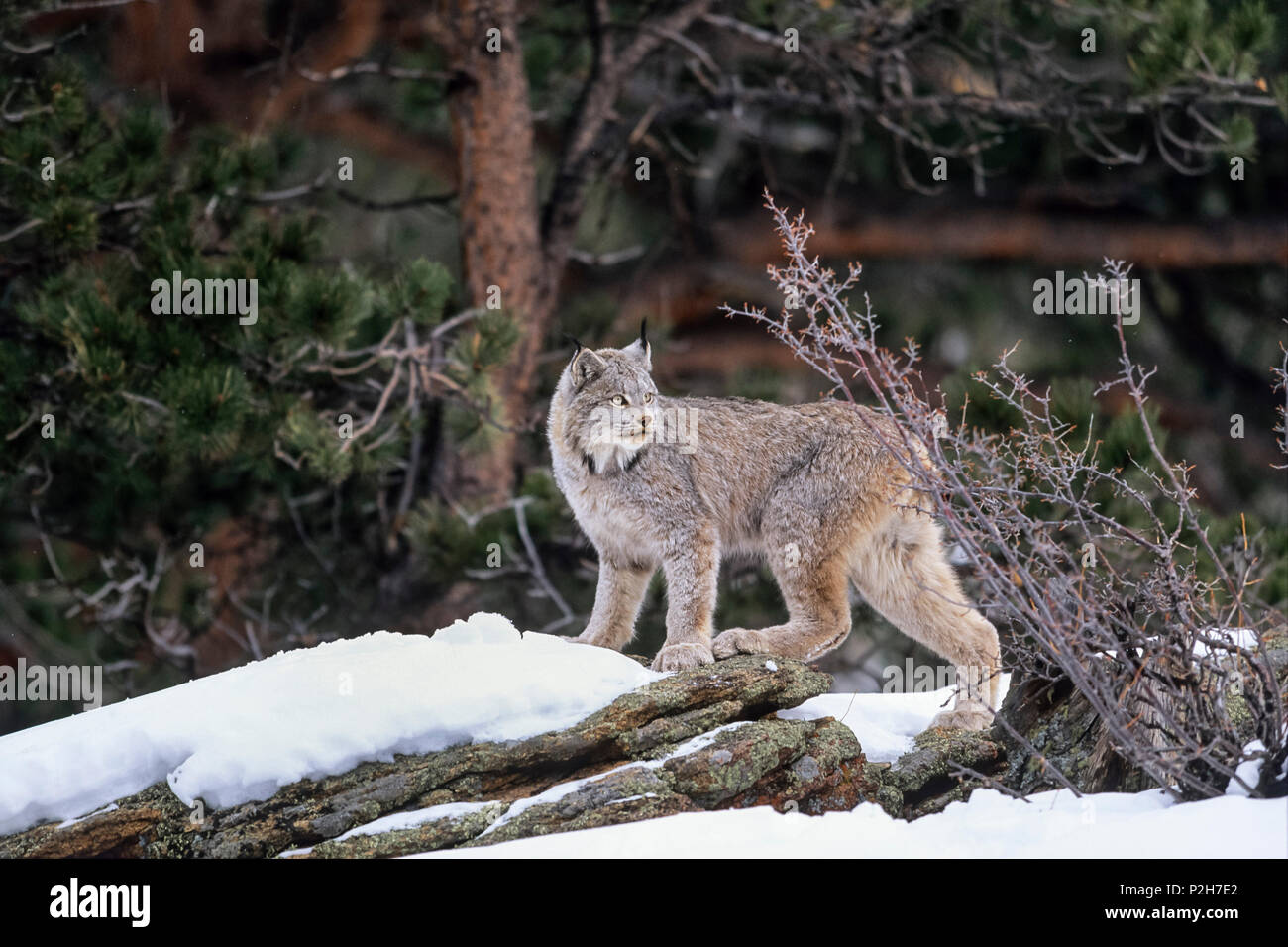 El lince del Canadá en la nieve, Lynx canadensis, Norteamérica Foto de stock