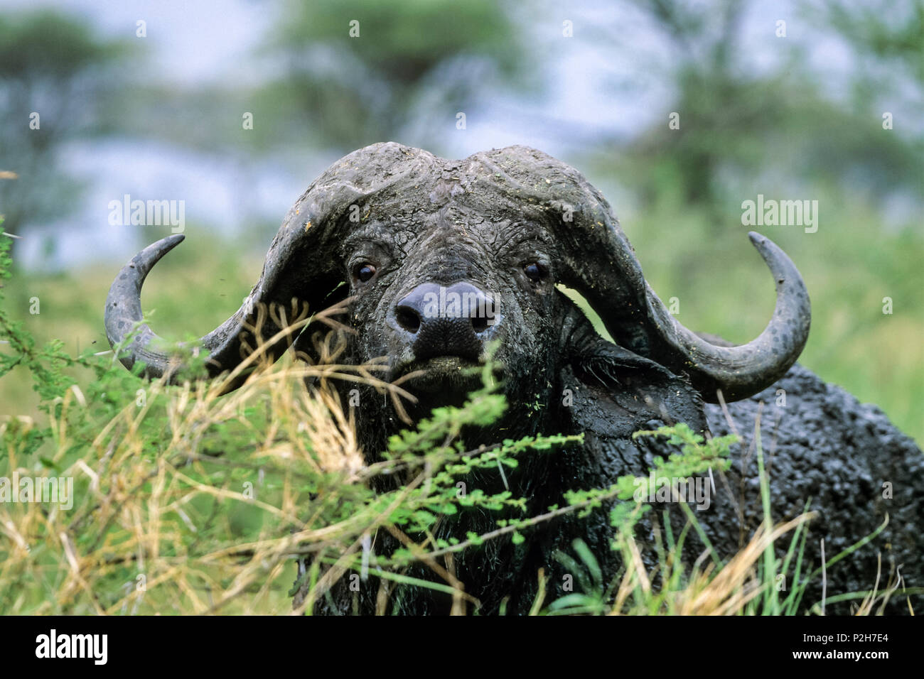El búfalo africano, Syncerus caffer, Parque Nacional Serengueti, Tanzania, África Oriental Foto de stock