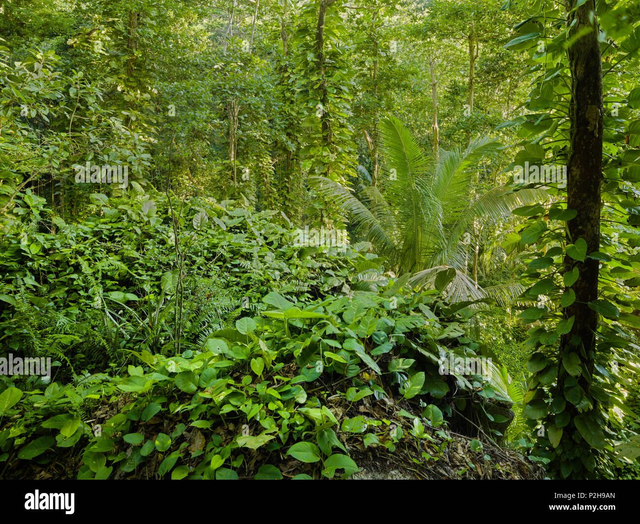 La vegetación de la Jungla, Isla de La Digue, Seychelles Foto de stock