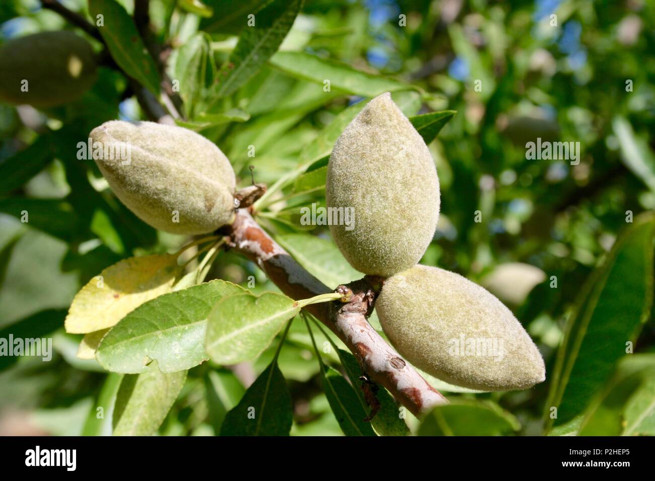 Arbol de almendras fotografías e imágenes de alta resolución - Alamy