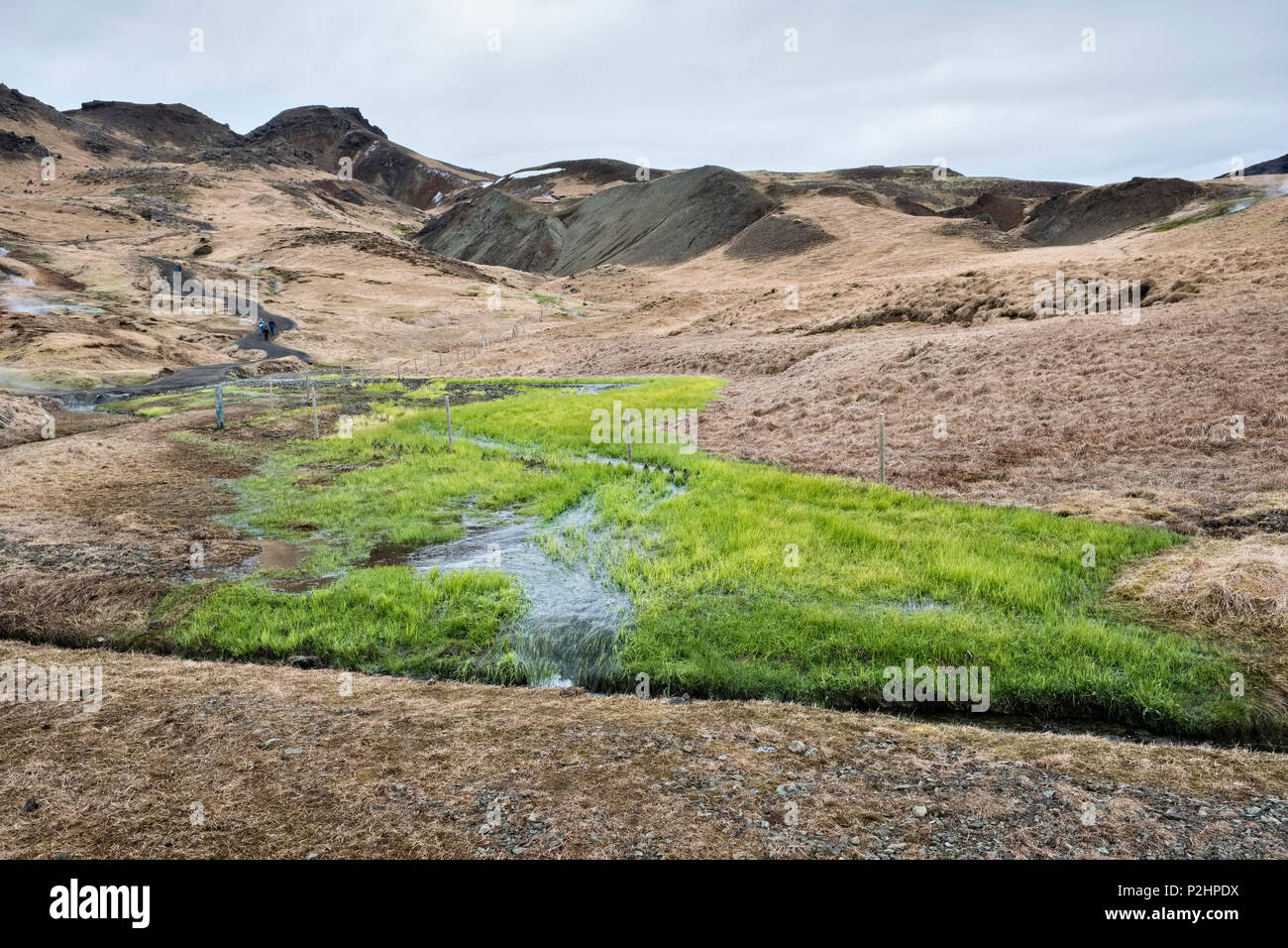 El sur de Islandia. El agua caliente de hot springs mantiene el crecimiento de hierba verde y exuberante en invierno, en la zona geotérmica altamente activa de Hveragerði Foto de stock