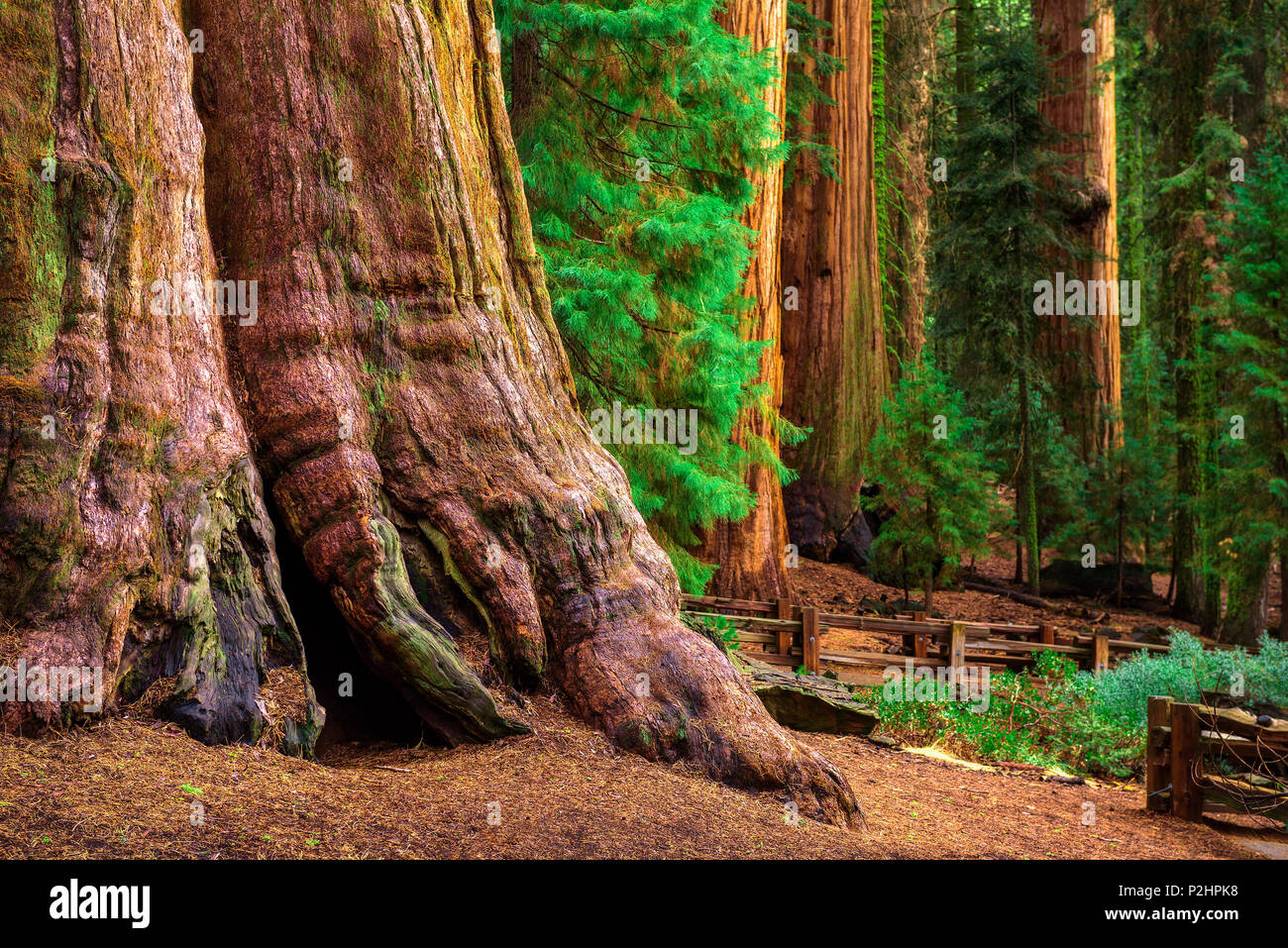 El antiguo General Sherman Tree en el Parque Nacional de las Secuoyas Foto de stock