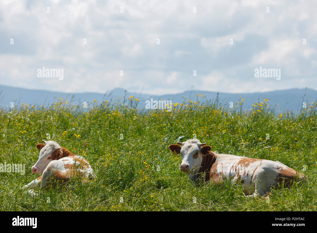 Las vacas acostado en un prado de flores, cerca de la Abadía, cerca Sachsenkamm Reutberg, estribaciones de los Alpes, Landkreis Bad Toelz- Wolfratshau Foto de stock