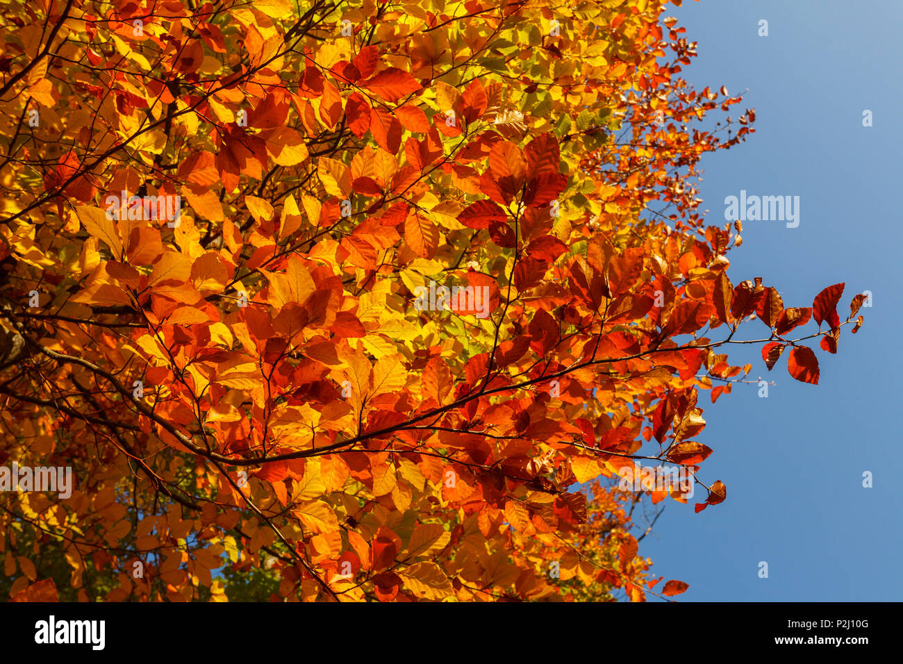 Las hojas de un árbol haya europea, Lat. Fagus sylvatica, en otoño, verano indio, Pullach im Isartal, al sur de Múnich, Superior Bava Foto de stock